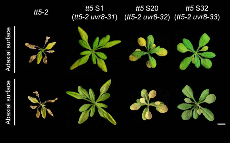 Scientists Discover That Plants Can “Reprogram” Their Light Sensors — A New Insight Into How They Grow and Adapt