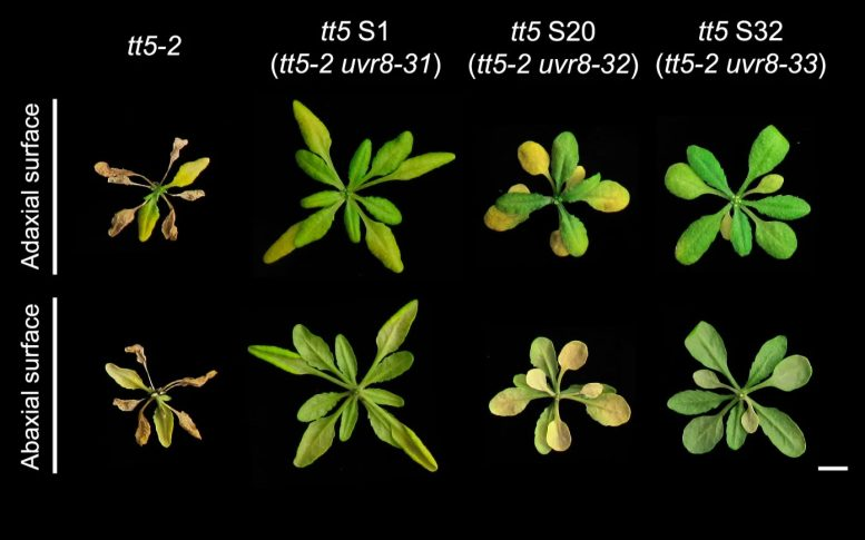 Scientists Discover That Plants Can “Reprogram” Their Light Sensors — A New Insight Into How They Grow and Adapt