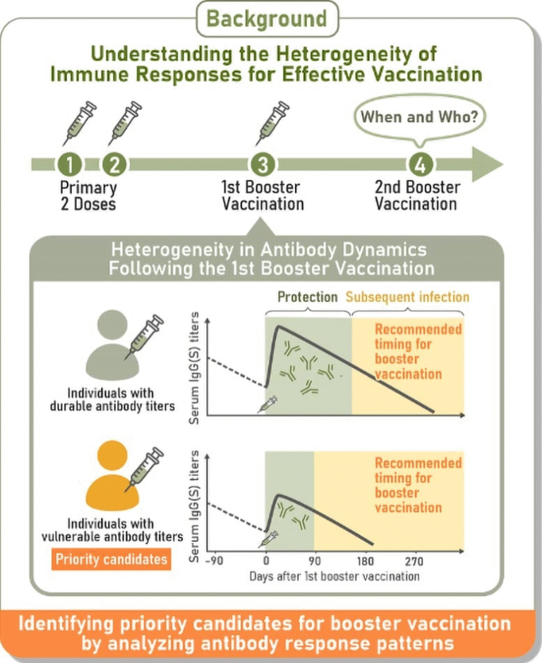 Four Distinct Antibody Response Paths After COVID Vaccination — And What It Means for You