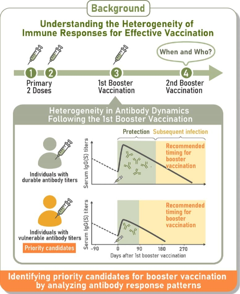 Four Distinct Antibody Response Paths After COVID Vaccination — And What It Means for You