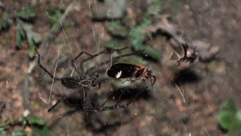 Spiders in Taiwan Use Firefly Glow as Deadly Bait to Lure More Prey