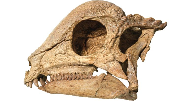 Scientists Discover the Oldest Dome-Head Dinosaur Ever Found in Mongolia