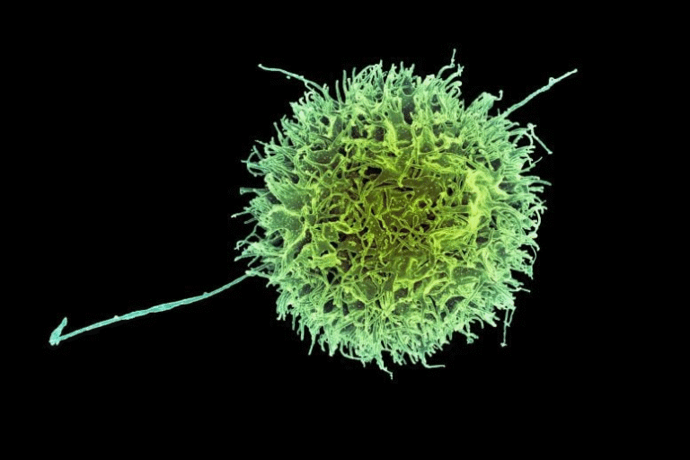 MIT and Harvard Scientists Create “Invisible” Immune Cells That Obliterate Cancer Without Being Detected