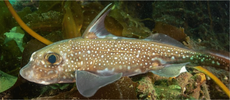 Scientists Discover Fish With Forehead Teeth, Rewriting What We Know About Evolution