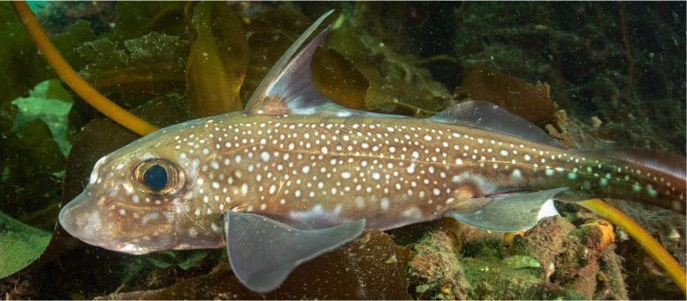 Scientists Discover Fish With Forehead Teeth, Rewriting What We Know About Evolution