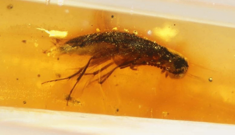 Ancient Amber in Ecuador Reveals 112-Million-Year-Old Insects from Gondwana’s Lost Forests