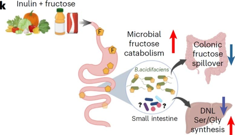 How a Simple Fiber Found in Vegetables Could Protect — and Even Heal — Your Liver How a Simple Fiber Found in Vegetables Could Protect — and Even Heal — Your Liver