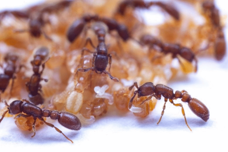 Scientists Discover the Genetic Trick Behind Ants’ Super Sense of Smell
