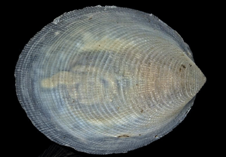 14 New Marine Species Discovered: From the “Popcorn” Parasite to Deep-Sea Oddities