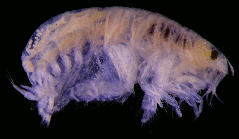 14 New Marine Species Discovered: From the “Popcorn” Parasite to Deep-Sea Oddities 14 New Marine Species Discovered: From the “Popcorn” Parasite to Deep-Sea Oddities