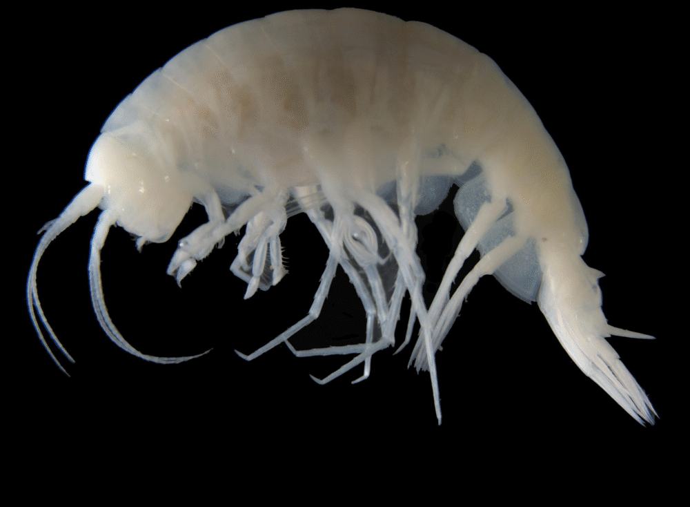 14 New Marine Species Discovered: From the “Popcorn” Parasite to Deep-Sea Oddities 14 New Marine Species Discovered: From the “Popcorn” Parasite to Deep-Sea Oddities