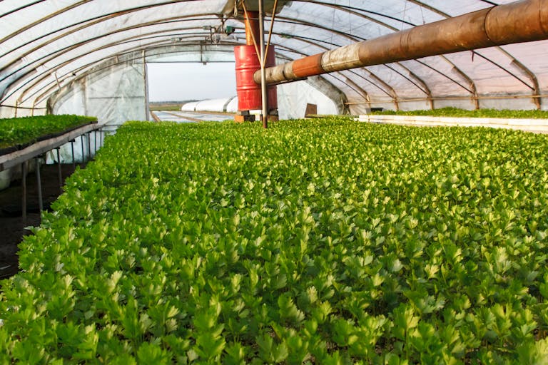 A Newly Discovered Protein Could Help Reduce Greenhouse Gas Emissions Vibrant green celery growing in a greenhouse during summer. An example of modern farming techniques.