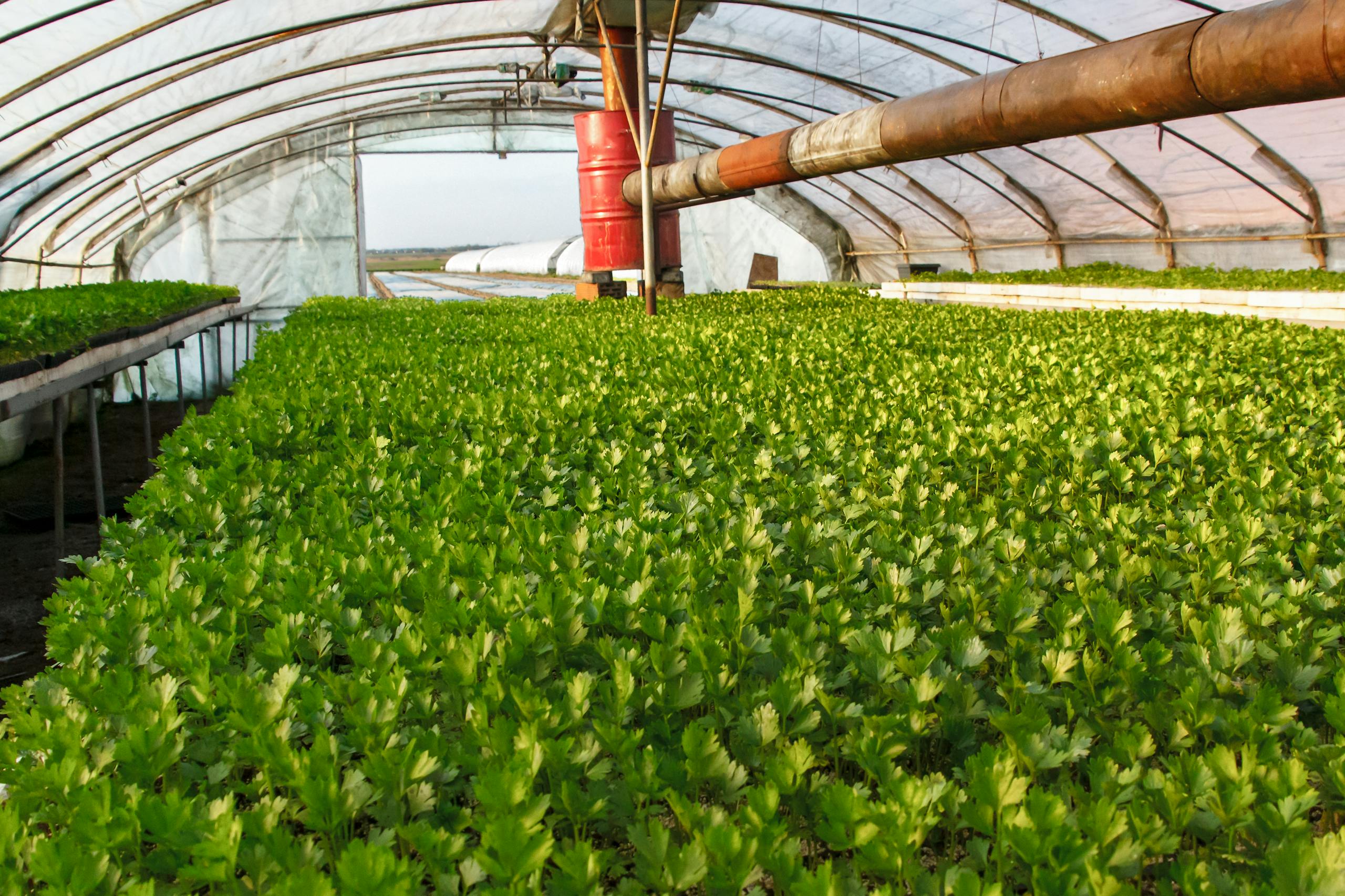 A Newly Discovered Protein Could Help Reduce Greenhouse Gas Emissions Vibrant green celery growing in a greenhouse during summer. An example of modern farming techniques.