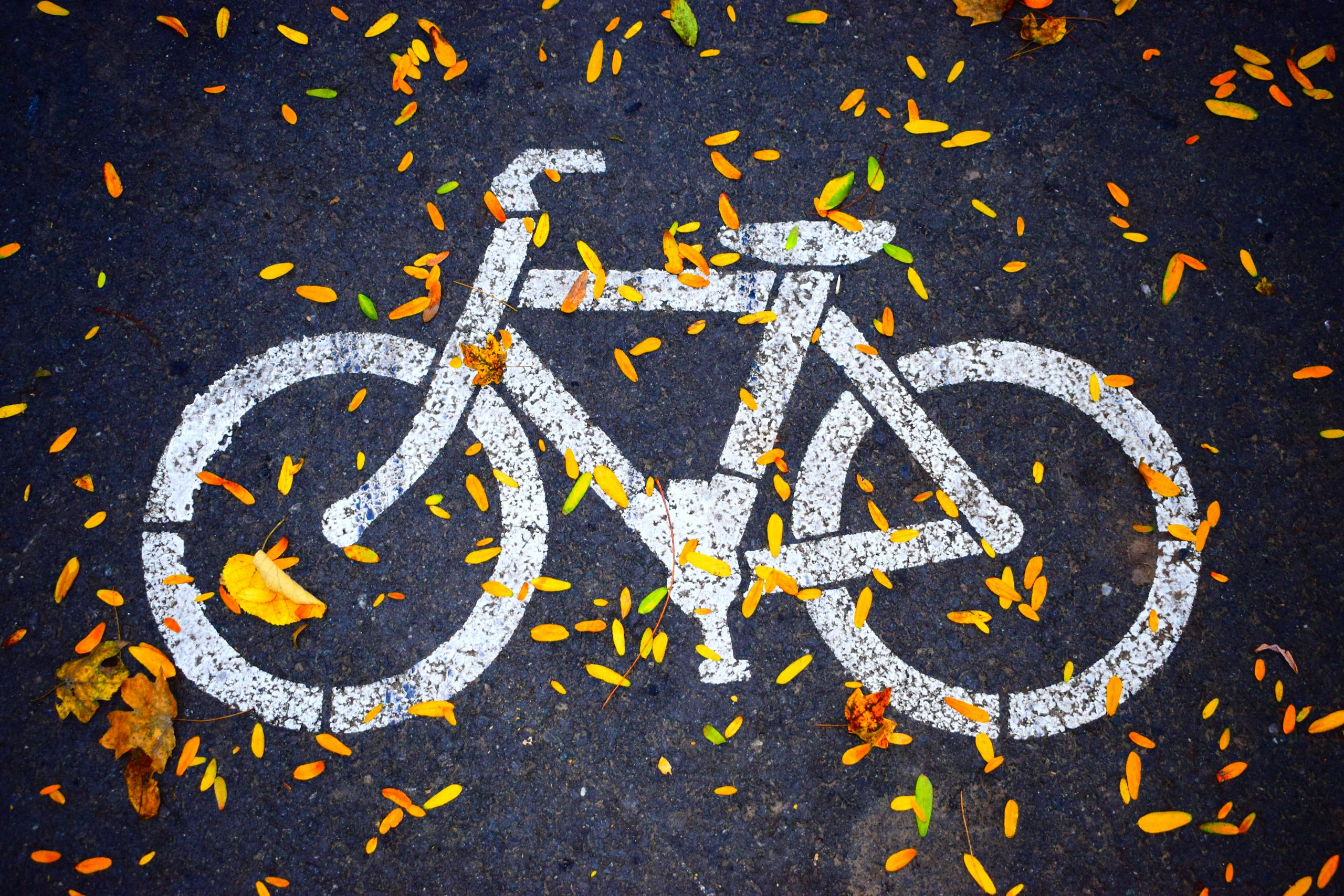 A bicycle lane symbol painted on an asphalt road covered with colorful autumn leaves.