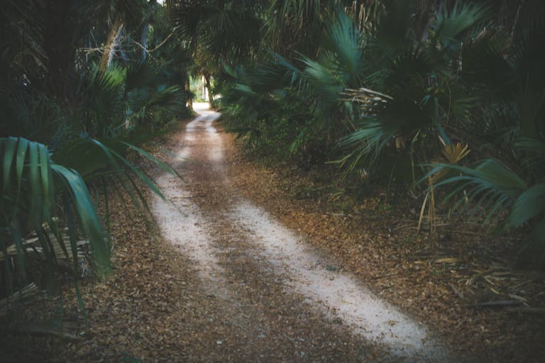 A peaceful forest pathway surrounded by lush greenery in Avon Park, Florida.