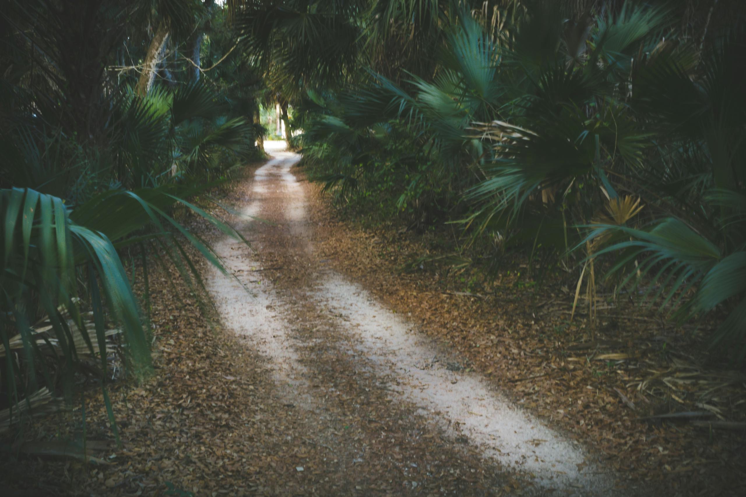 A peaceful forest pathway surrounded by lush greenery in Avon Park, Florida.