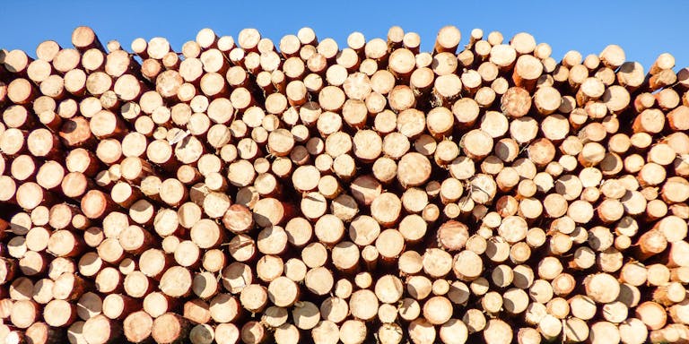 A vibrant pile of timber logs under a clear blue sky, ideal for industrial themes.