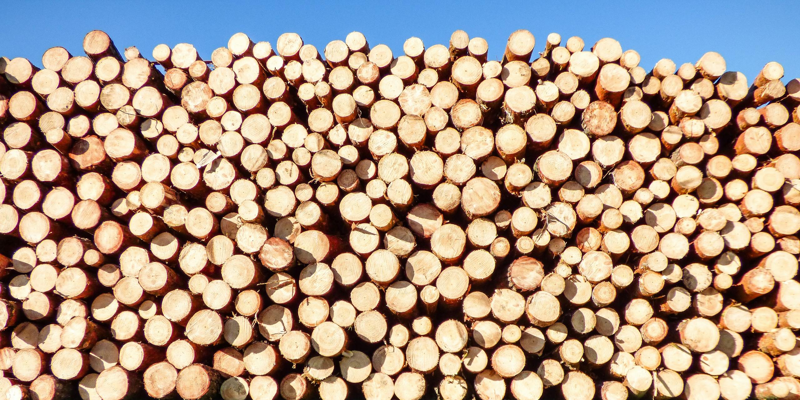 A vibrant pile of timber logs under a clear blue sky, ideal for industrial themes.