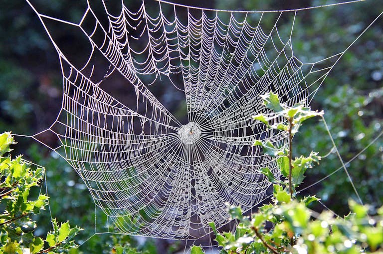 Close-up of a delicate spiderweb intricately woven among green leaves.
