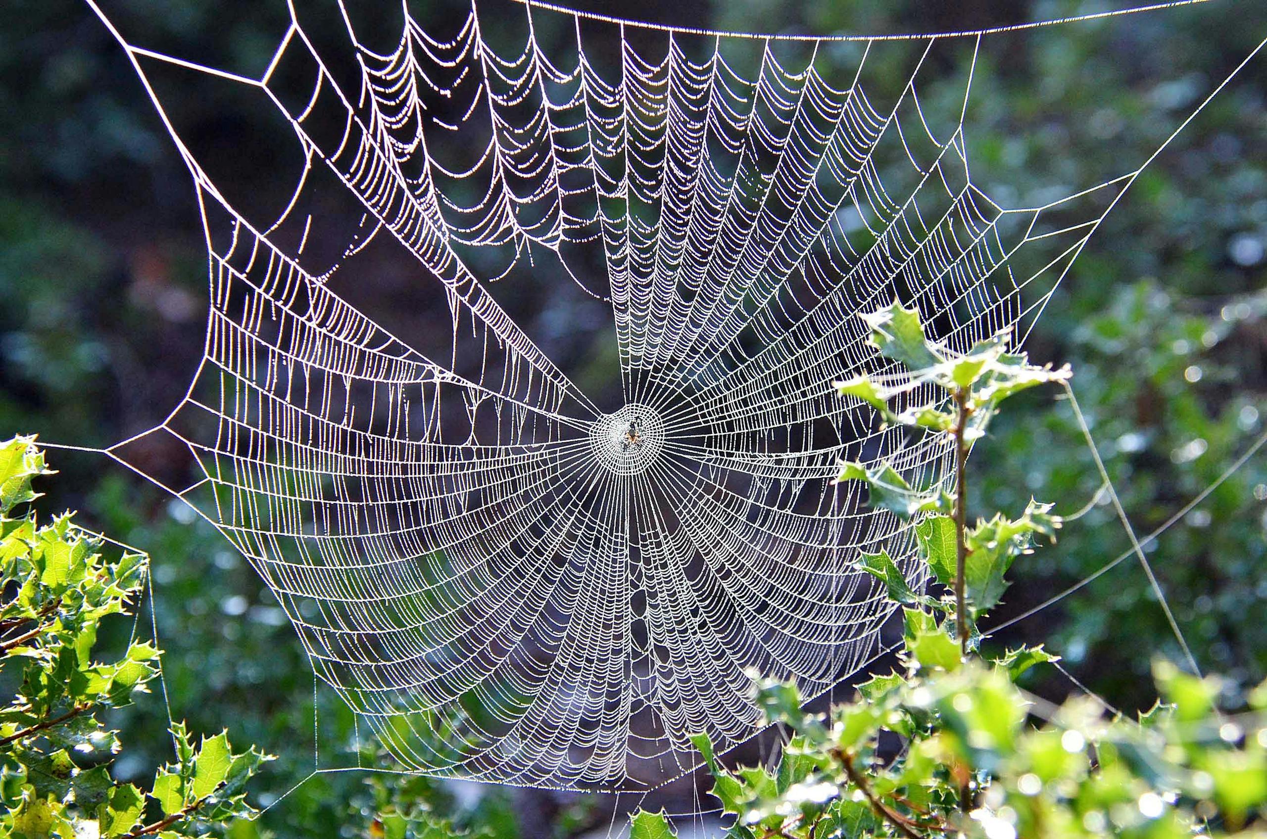 Close-up of a delicate spiderweb intricately woven among green leaves.
