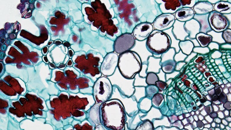 Colorful plant cell structure under microscope exhibiting detailed biology patterns.