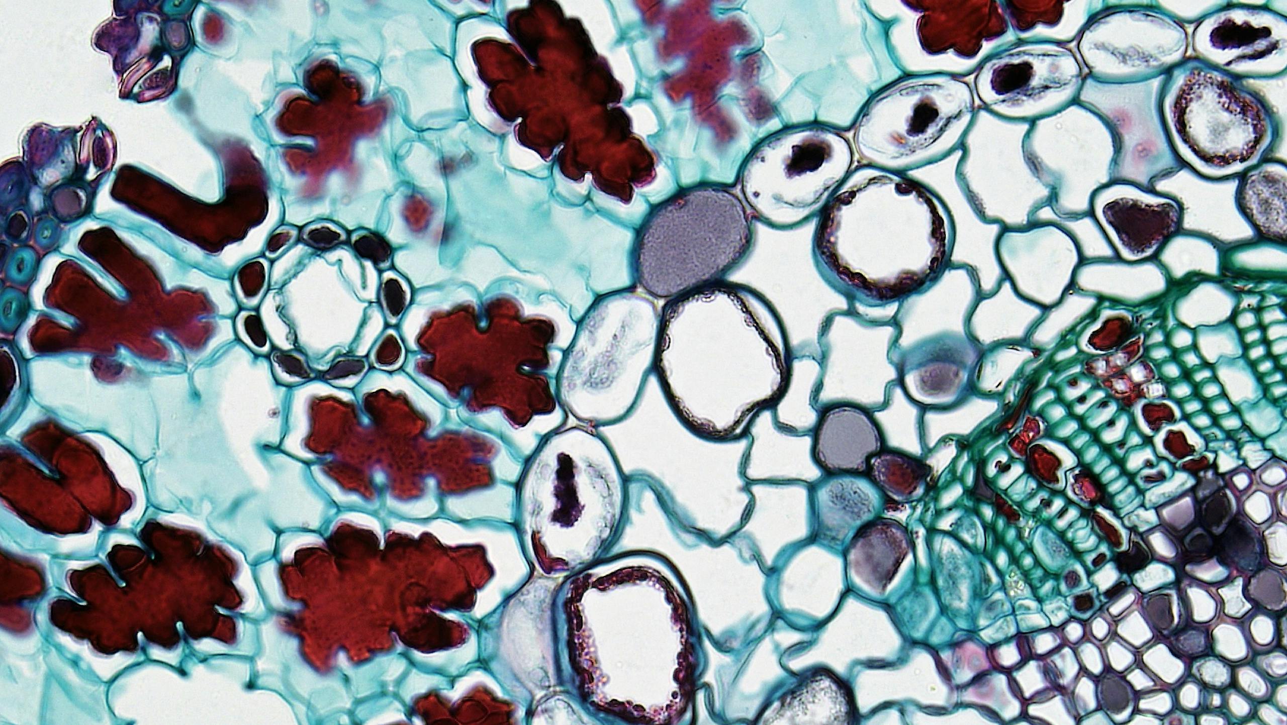 Colorful plant cell structure under microscope exhibiting detailed biology patterns.