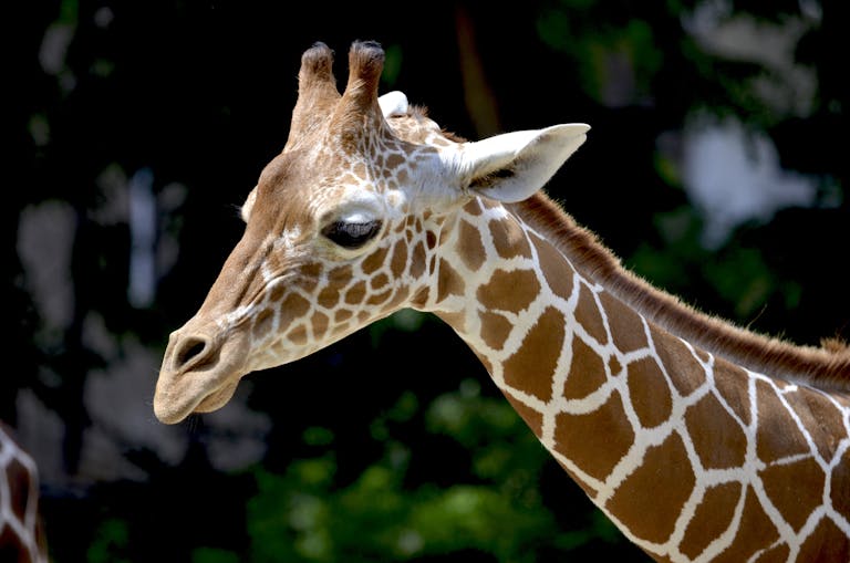 Detailed portrait of a giraffe showing its unique fur pattern and long neck in a natural setting.