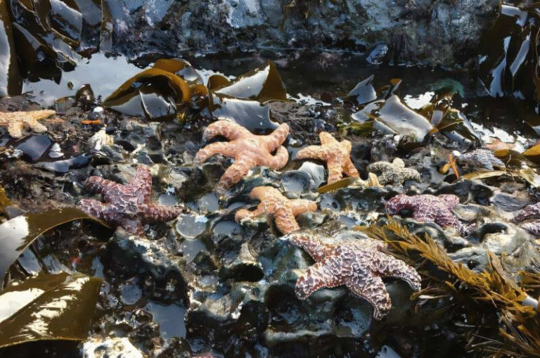 Oregon’s Ochre Sea Stars Are Making a Remarkable Comeback After a Decade of Decline