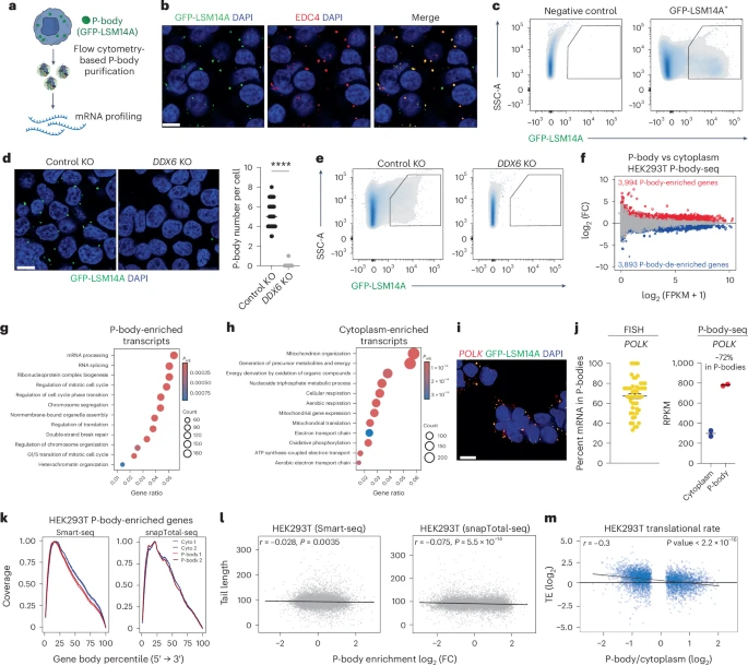 How RNA Storage in P-Bodies Could Help Scientists Control Cell Identity and Regeneration