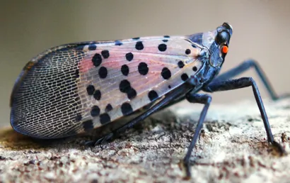 Spotted Lanternflies Use a Toxic Shield from Tree of Heaven to Repel Hungry Birds