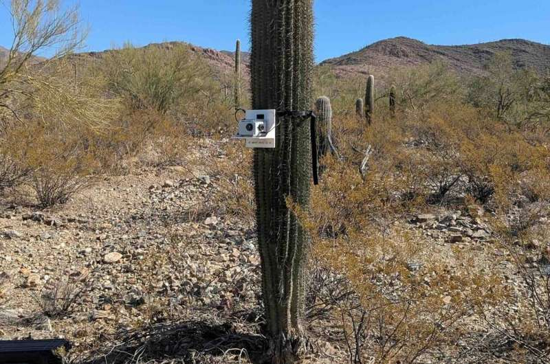 Geologist Uses Seismology to Reveal How Giant Saguaros Sway, Bend, and Survive in the Desert