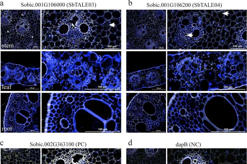 Genome-Wide Gene Study in Sorghum Uncovers Key Regulators That Could Boost Stem Biomass for Bioenergy