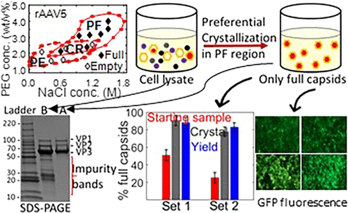 MIT Researchers Develop a Selective Crystallization Method That Could Make Gene Therapy Drugs 10 Times Cheaper