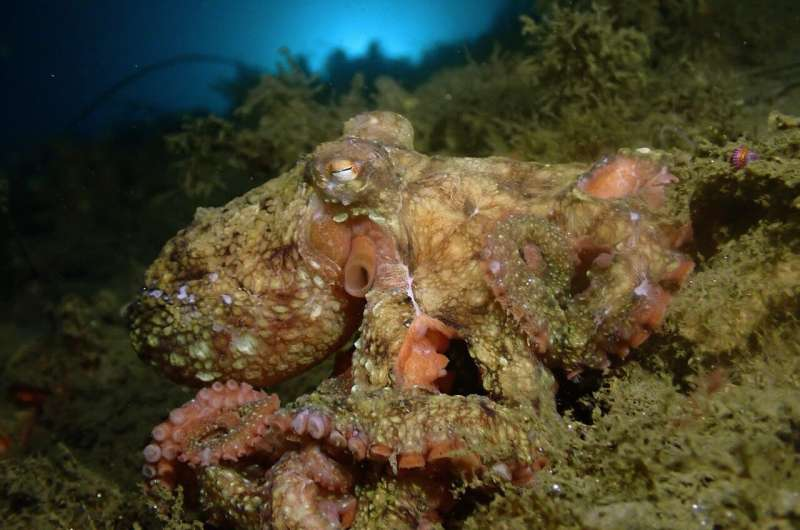 Scientists at UC San Diego Create Lab-Grown Pigment That Powers Octopus Camouflage