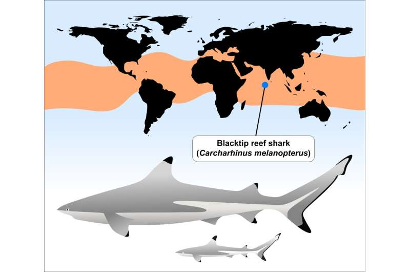 Warm Bodies and Big Babies Help Vertebrates Evolve Bigger Brains, Says New Study