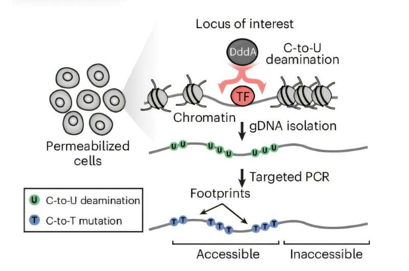 Harvard Scientists Develop TDAC-seq, a Breakthrough Tool That Maps Gene Regulation at Single-Nucleotide Resolution