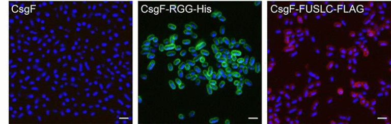 Engineered E. coli Learn to Grow into New Structures Through Direct Cell-to-Cell Contact