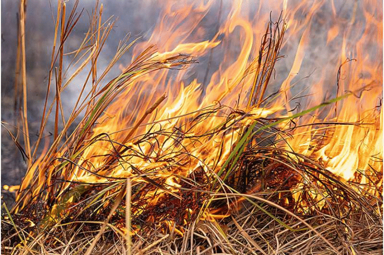 Indigenous Fire Sovereignty Is Reviving the Natural Fire Regime on Native Lands