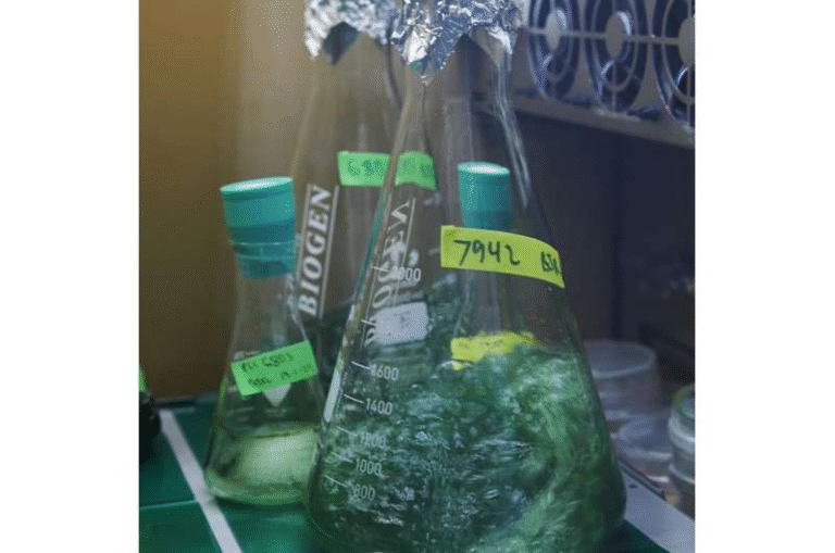 Automated Chloroplast Platform From Max Planck Scientists Could Revolutionize Crop Engineering