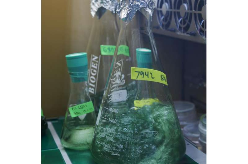 Automated Chloroplast Platform From Max Planck Scientists Could Revolutionize Crop Engineering