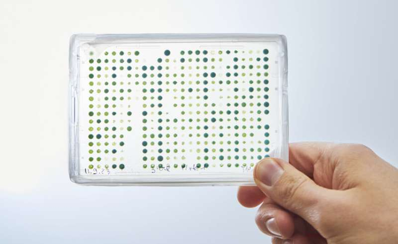 Automated Chloroplast Platform From Max Planck Scientists Could Revolutionize Crop Engineering Automated Chloroplast Platform From Max Planck Scientists Could Revolutionize Crop Engineering