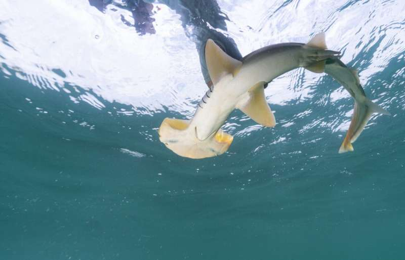 New Environmental DNA Test Offers Hope for Critically Endangered Hammerhead Sharks