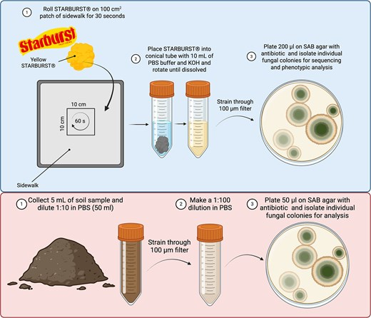 Urban Fungi Are Developing Heat Resistance That Could Change How We Think About Pathogens