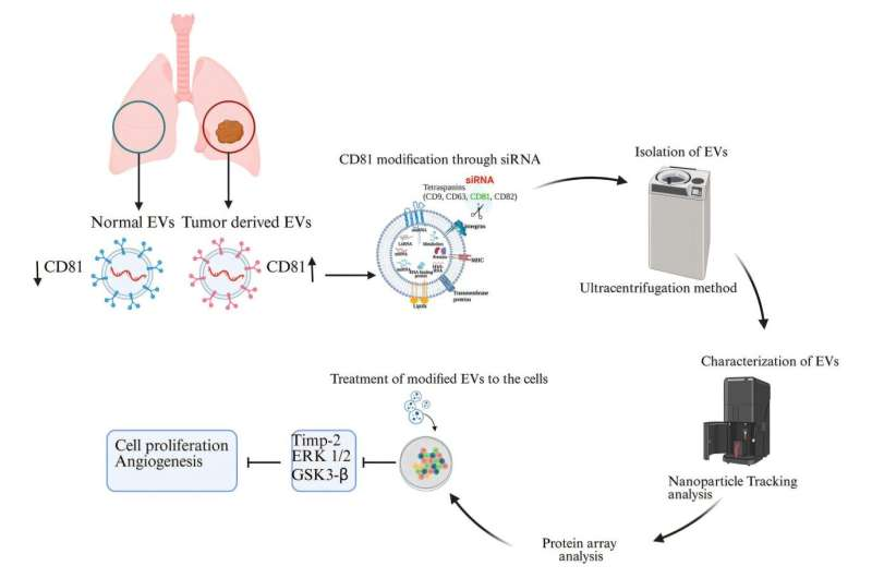 Engineered Extracellular Vesicles Show Promise in Halting Lung Cancer Growth by Silencing a Key Protein