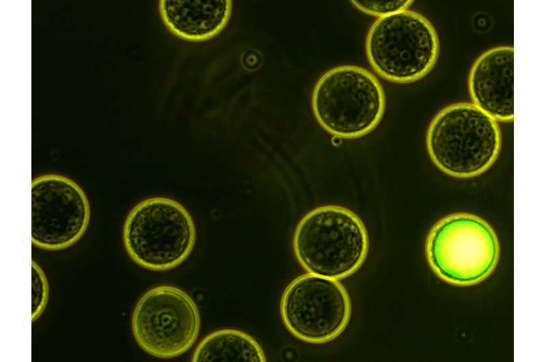 New Microcompartment Genomics Method Expands How Scientists Study Viruses in the Environment