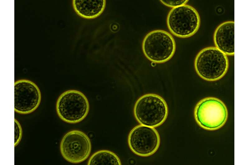 New Microcompartment Genomics Method Expands How Scientists Study Viruses in the Environment