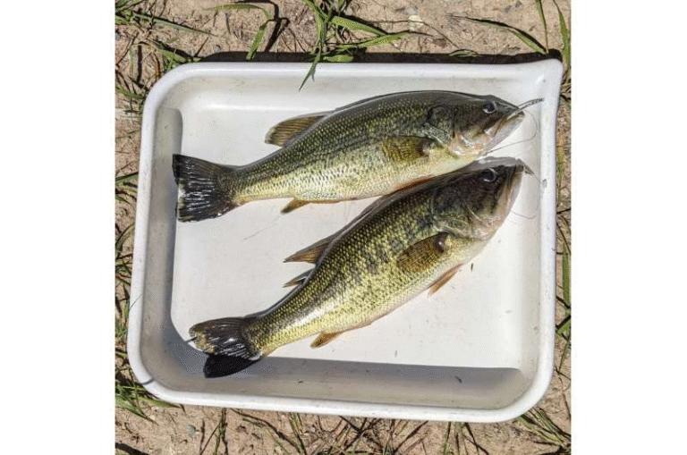 Fish in Michigan’s Inland Lakes Are Shrinking, and Scientists Say Climate Change Is to Blame