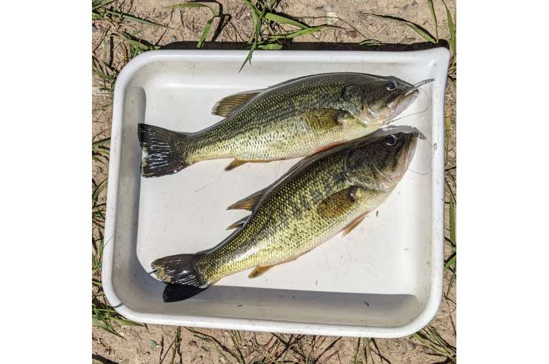 Fish in Michigan’s Inland Lakes Are Shrinking, and Scientists Say Climate Change Is to Blame