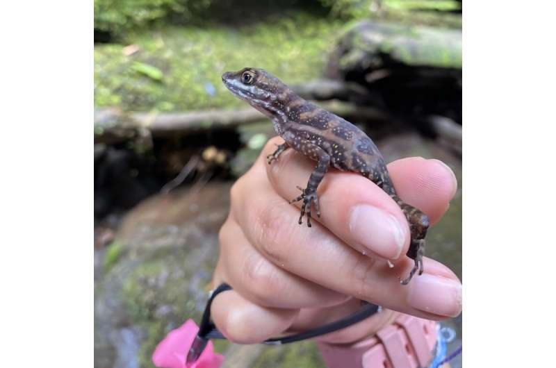 Color-Changing Water Anoles Reveal Hidden Clues About Their Health and the Environment