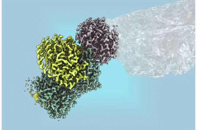 Bacterial Enzyme Unlocks a New Route to Renewable Plastics